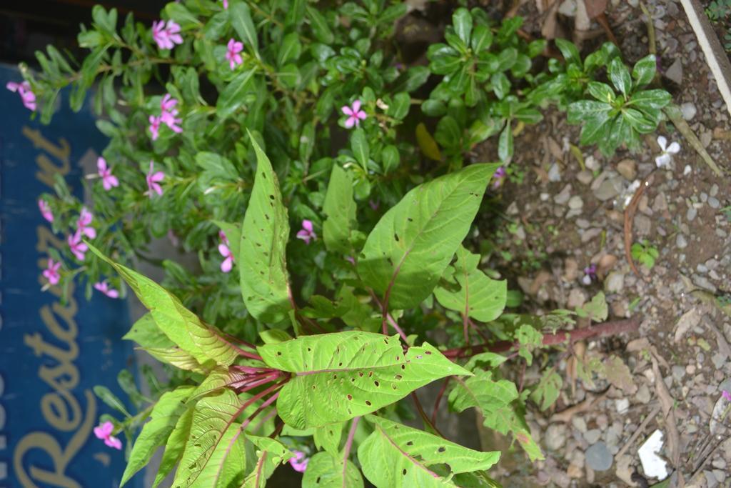 Mount Valley Mama Cottage Rishikesh Luaran gambar